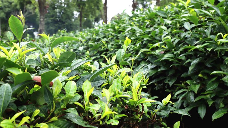 Mojiang: Tea Gardens Verdant After the Rain-7