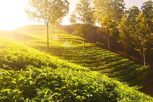 Mengding Mountain Yellow Bud: What Type of Tea Is It? Getting to Know a Fine Tea Near Us—Mengding Yellow Bud