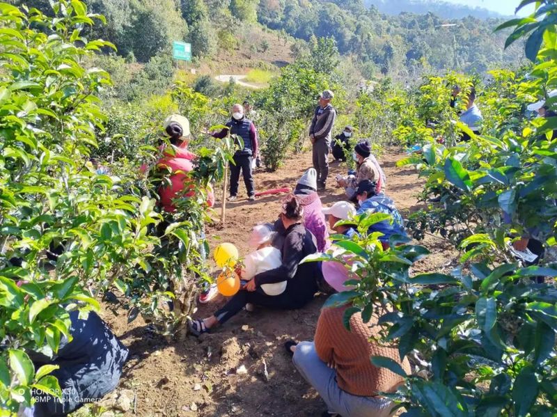 Nuoliang Township: Firing the First Shot in the Integration of Primary, Secondary, and Tertiary Sectors for Ancient Tea Trees-2