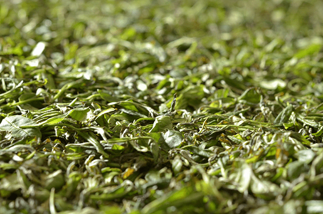 Wilting Process: A Key Step in Tea Production-2