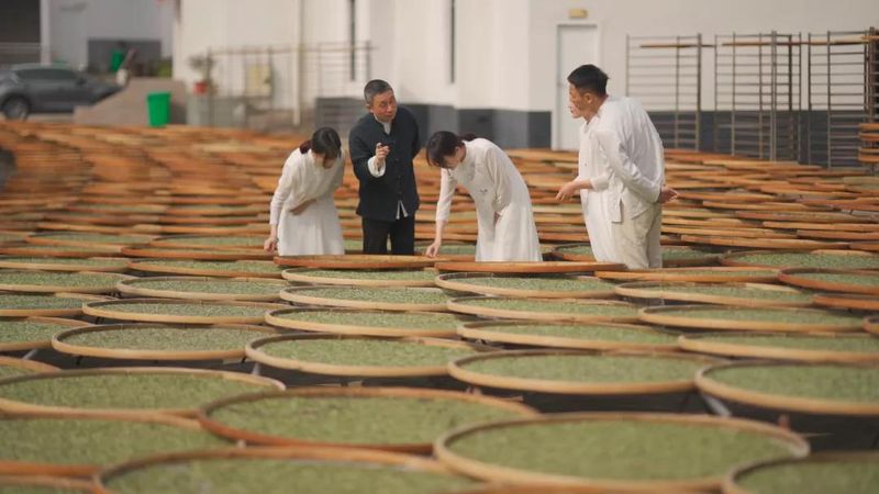 The Processing Technology of Floral-Scented Bai Mudan Tea-3