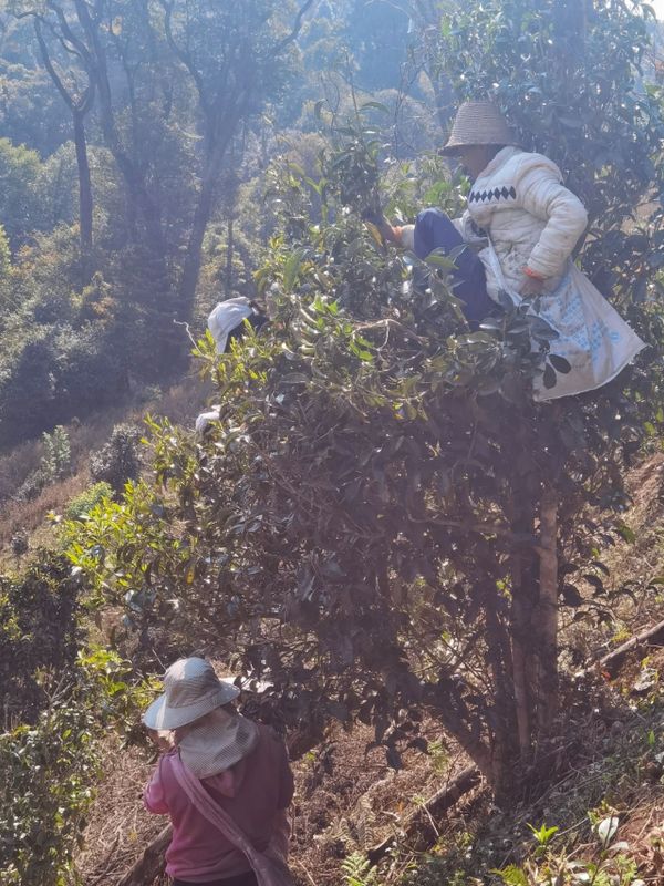 Jinggu Yizhi: The Aroma of Wild Tea in the Mountains Keeps Tea Farmers Busy Picking-4