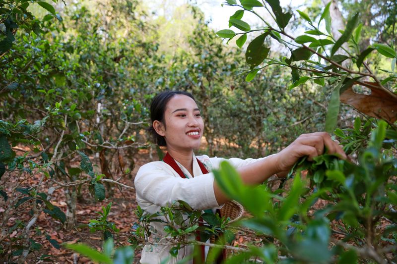 Jingmai Mountain Welcomes Its First Spring Tea Harvest Season After World Heritage Success-5