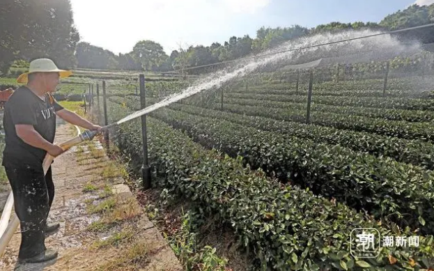 Hangzhou Endures High Temperatures as Tea Farmers Water to Fight Drought-8