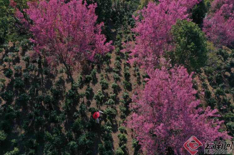 Puer: Jingmai Mountain Has Not Only Ancient Tea Trees but Also Winter Cherry Blossoms over Thousands of Mu-7