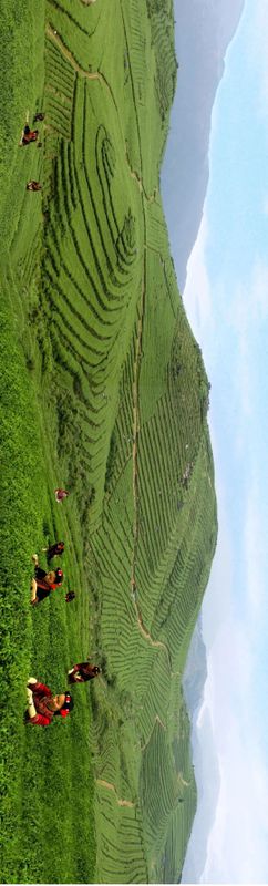 A Tea Garden in Ningde Makes the List of the First 