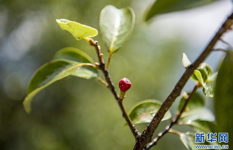 Wuxi, Chongqing: Ancient Eagle Tea Trees in Bloom-6