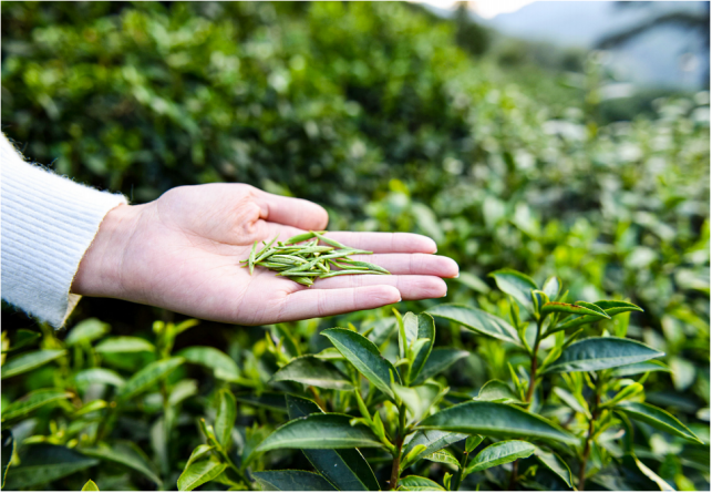 Anhui Academy of Agricultural Sciences Tea Research Institute: Spring Tea Garden Management Techniques-1