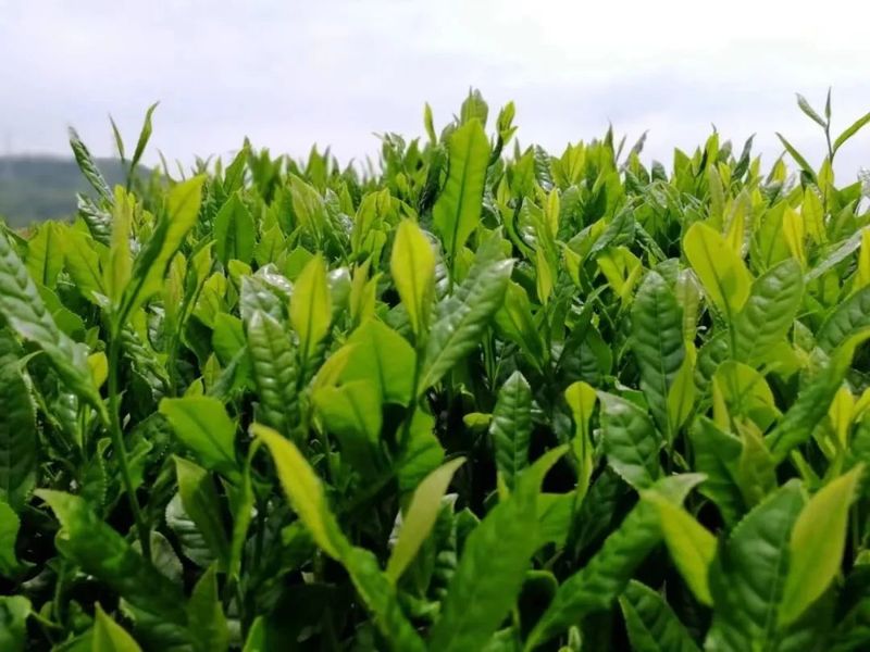 What is Xiuning Songluo Tea?-1