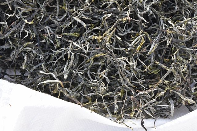 Puer Tea Raw Material Selection Methods-2