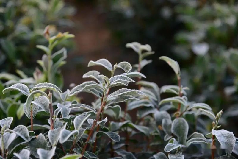 What effects does low temperature have on tea trees?-2