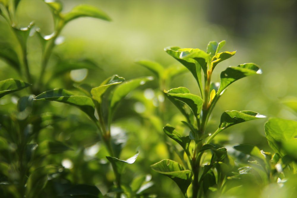 Mengding Ganlu: The Premier of Green Teas—Pan-Fired or Oven-Dried?-1