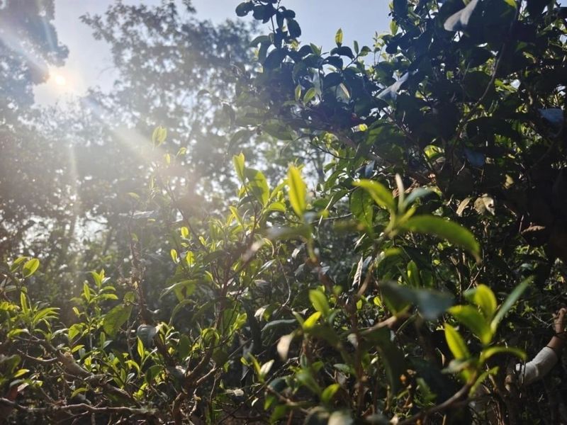 Jingmai Mountain Welcomes Its First Spring Tea Harvest Season After World Heritage Success-4