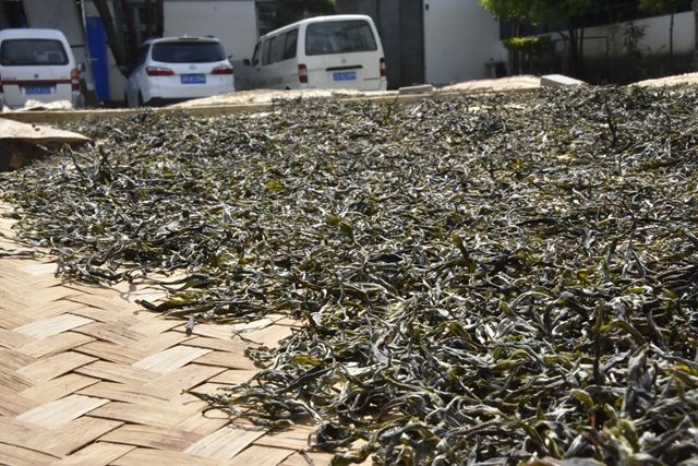 The Production Process of Sun-Dried Green Maocha-4