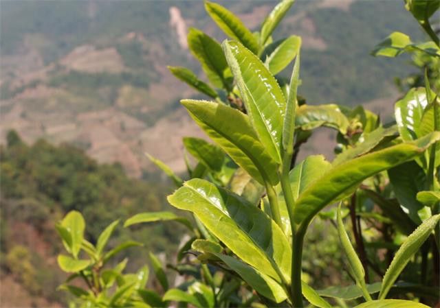 Bangdong Ancient Tree Tea: Which Production Area Does It Belong To?-1