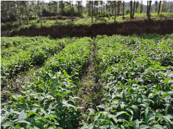 Intercropping Soybeans in Young Mountainous Guizhou Tea Gardens for Weed Control and Soil Fertility Improvement-4