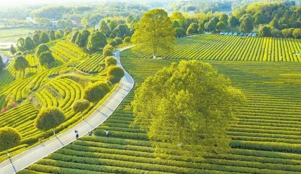 Jinjing Town: Breakthrough with Tea Industry for High Output and High Efficiency