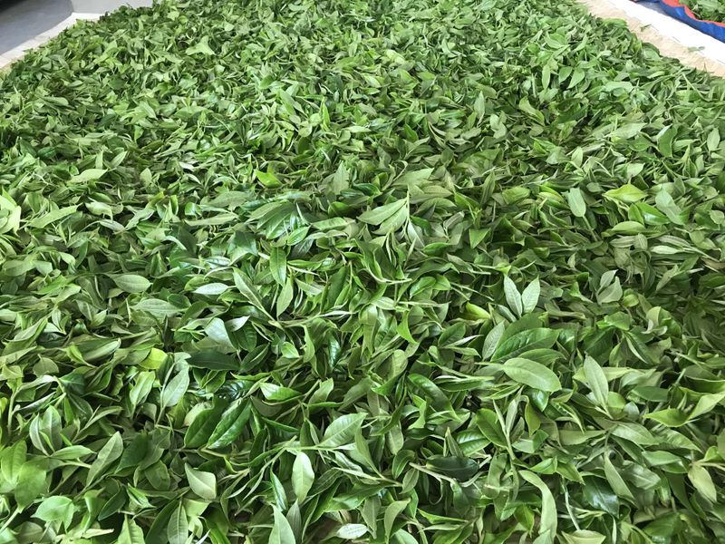 Price of 2024 Mengsong Huzhuliangzi Spring Tea-2