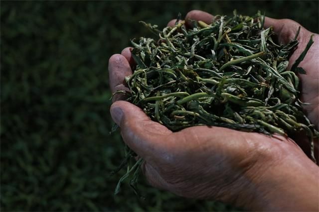 Is the Kneading Process of Pu'er Tea Really Crucial?-1