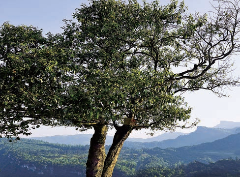 Chongqing Has Thousand-Year-Old Giant Tea Trees?