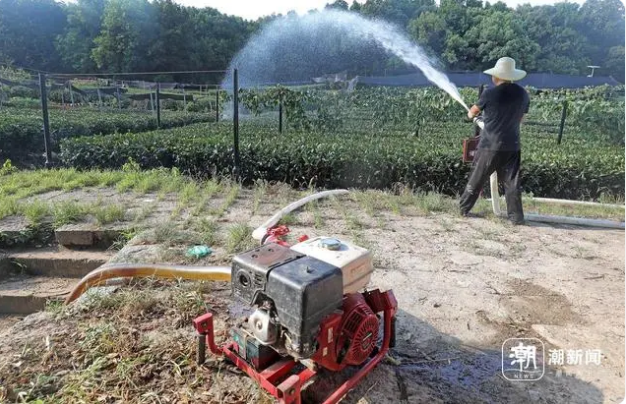 Hangzhou Endures High Temperatures as Tea Farmers Water to Fight Drought-9