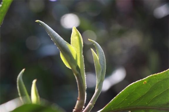 What is Puer First Flush Spring Tea?