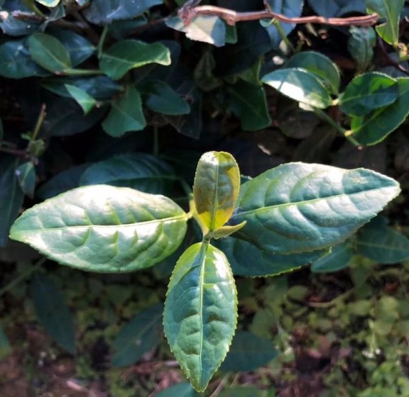 Growing and Processing of Anxi Tieguanyin