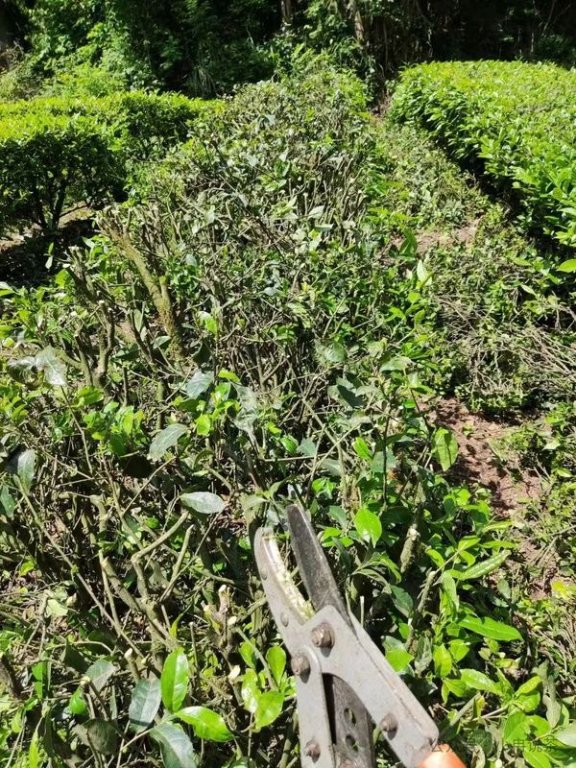 Exploring Tea Garden Revitalization Through Pruning in Hubei