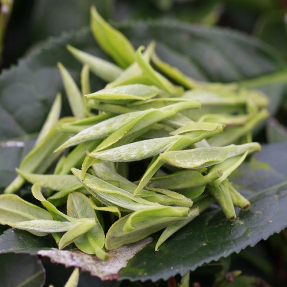 Huangshan White Tea