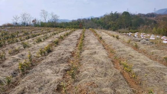 The “Tea Planting Gospel” of Jiuban Family Farm in Shengzhou City