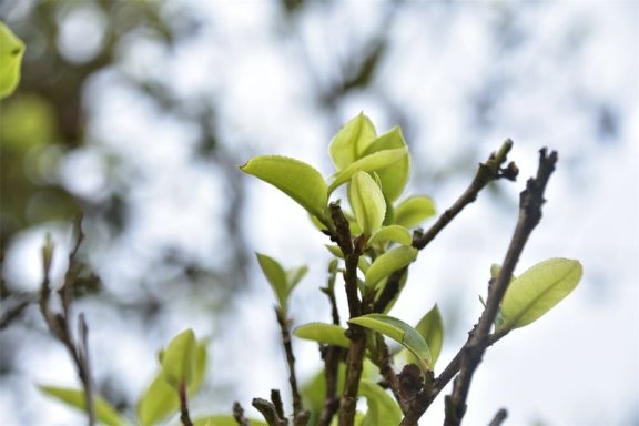 Mengla County: Green Waters and Lush Mountains Fill the Air with the Scent of Tea, Paving a Path to Prosperity Through Industry