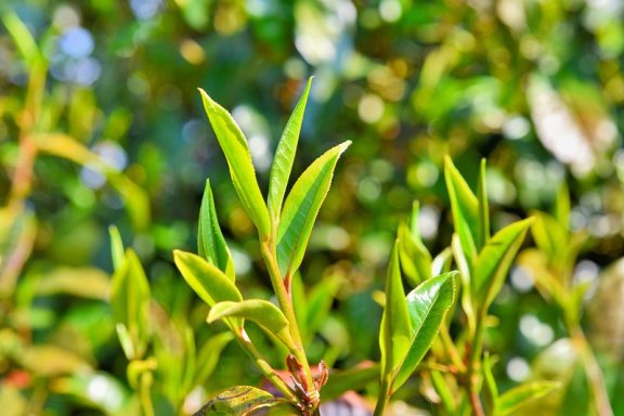 Lianfu Tea Mountain Boasts the “Purple Dragon”; Both Large and Small Trees Yield Fine Tea