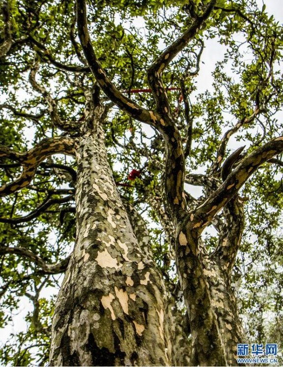 Wuxi, Chongqing: Ancient Eagle Tea Trees in Bloom