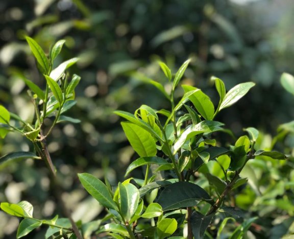 The Anticancer Potential of Tea Catechins