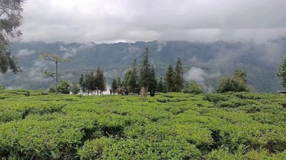 Cangyuan: Tea Industry Shows Favorable Development Momentum