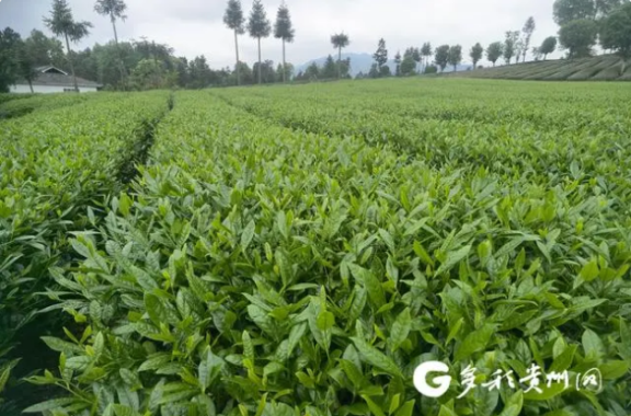 After 16 Years, His “Qian Tea No.1” Is Cultivated Over 40,000 Mu