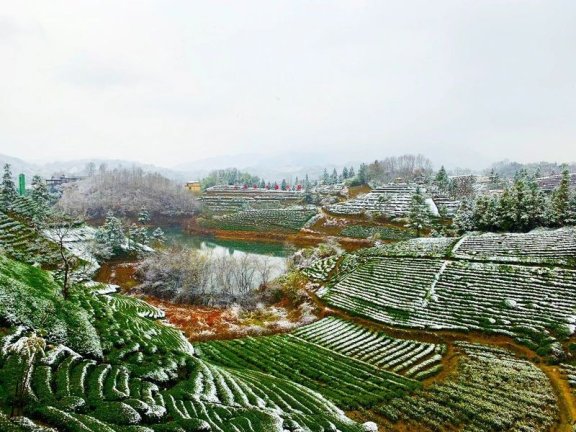 Anhui Academy of Agricultural Sciences Tea Research Institute: Emergency Prevention and Remedial Techniques for Extreme Winter Cold Damage in Tea Gardens