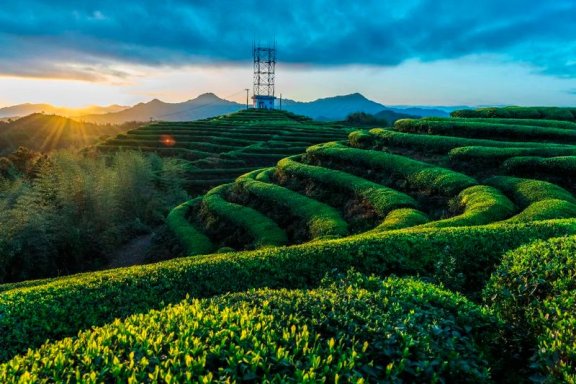 Wenzhou Morning Tea —— Three-Cup Aroma Tea from Taishun