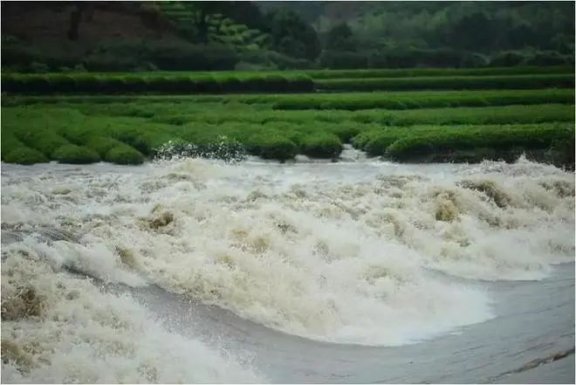 Precautions for Disaster Prevention and Response in Tea Areas During the Plum Rain and Mountain Flood Season