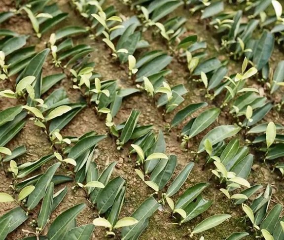 Albino Tea Cutting Propagation Techniques, Save for Later!