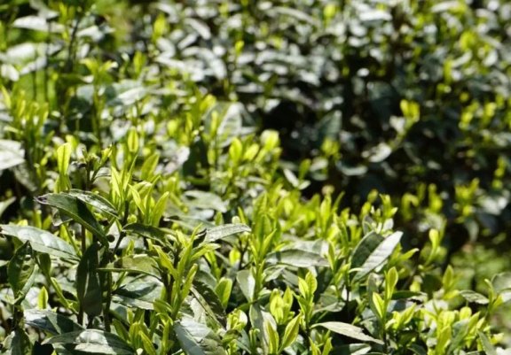 Check and Receive Guizhou’s Winter Management Techniques for Tea Gardens and Cold Prevention Measures