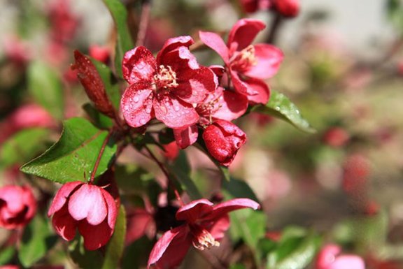 The Benefits and Effects of Begonia Tea