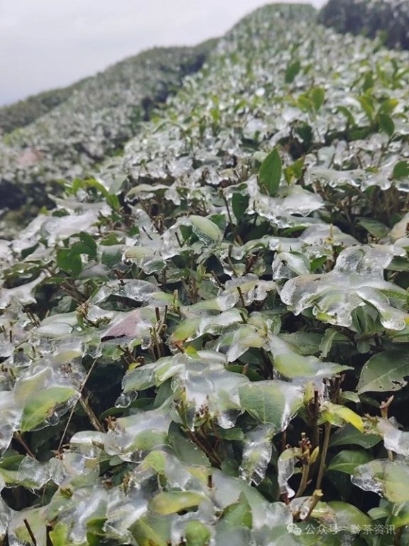 Countermeasures for Low Temperature and Freezing Damage in Guizhou’s Spring Tea Gardens