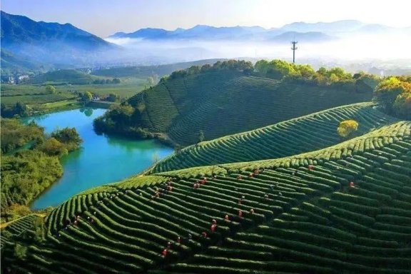 Changdian Village: Village-level Consultations Yield Tea Industry Growth