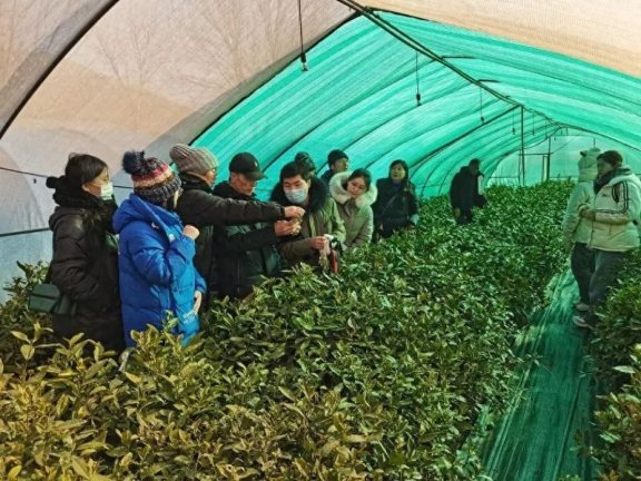 Linyi: Provincial Tea Industry Technology System Conducts Cold Resistance Trials and Demonstrations for Tea Plants in Feixian County