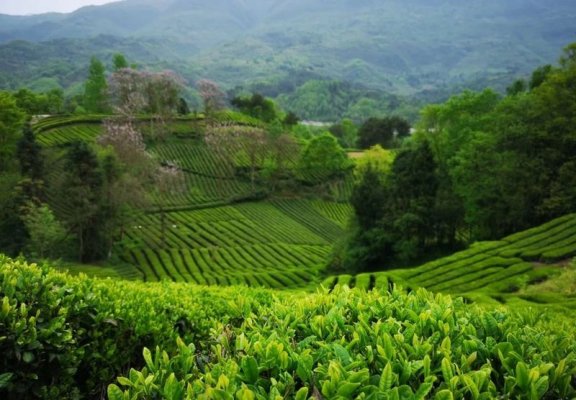 Preventive Measures for the Tea Plant’s Late Spring Cold