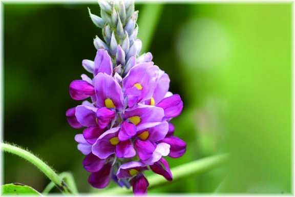 Kudzu Flower Tea: Its Benefits and Brewing Method, a Natural Beverage to Revitalize You