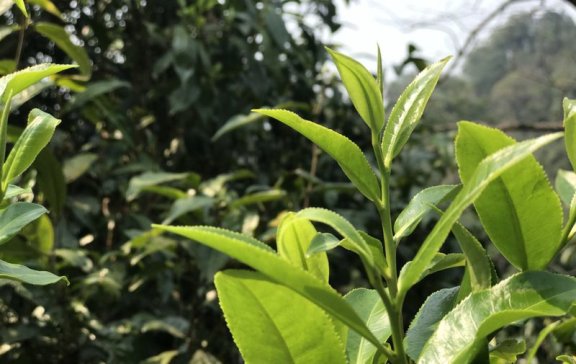 The New Tea Beverage Industry Accelerates Its Transformation Towards Healthier Options