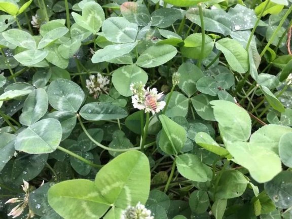 “Grass to Suppress Grass” Method: Intercropping White Clover in Tea Gardens