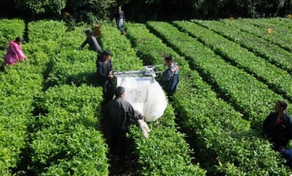 Specific Measures for Mechanical Tea Pruning